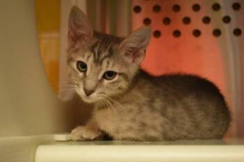 Nifty -  Domestic Short Hair Cat for Adoption in Kansas City, Missouri - Nifty | PetCurious
