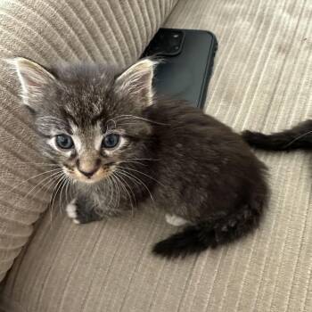 Abe -  Domestic Short Hair Cat for Adoption in Spokane, Washington - Abe | PetCurious