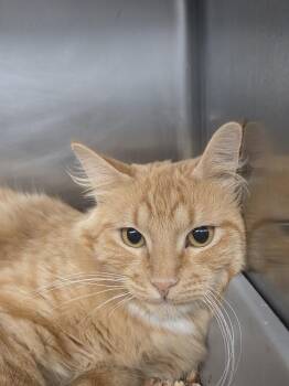 Meadow -  Domestic Long Hair Cat for Adoption in Salmon, Idaho - Meadow | PetCurious