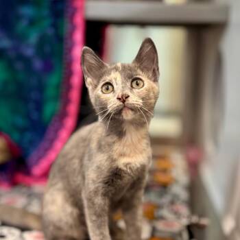 Pinky Pie -  Domestic Short Hair Cat for Adoption in Nashville, Indiana - Pinky Pie | PetCurious