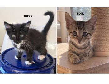 COCO & PIXEL -  Domestic Long Hair Cat for Adoption in Charlotte, North Carolina - COCO & PIXEL | PetCurious