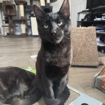 Rescue Domestic Short Hair Cats for Adoption in Los Angeles, California - Binxie | PetCurious