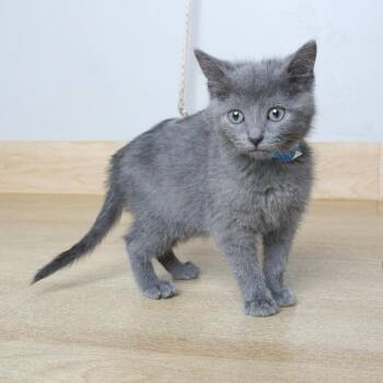 Domestic Short Hair Cats Available for Adoption in Minnetonka, Minnesota - Quilted Northern C69023 | PetCurious
