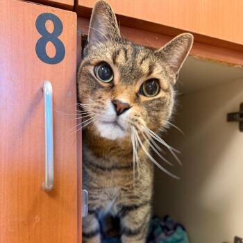Pepino -  Domestic Short Hair and Mixed Breed Cat for Adoption in South Elgin, Illinois - Pepino | PetCurious