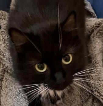Socks -  Domestic Medium Hair Cat for Adoption in Cincinnati, Ohio - Socks | PetCurious