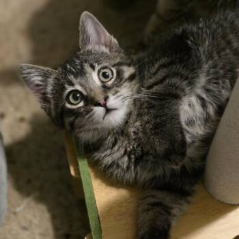 Domestic Short Hair Cats Available for Adoption in Eagle Mountain, Utah - Spicy Tuna Casper | PetCurious