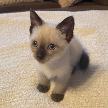 Casper -  Siamese Cat for Adoption in New York, New York - Casper | PetCurious
