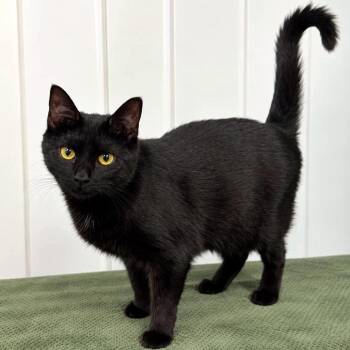 Bootina -  Domestic Short Hair Cat for Adoption - Bootina | PetCurious