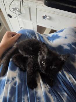 Sarabi -  Domestic Long Hair Cat for Adoption - Sarabi | PetCurious