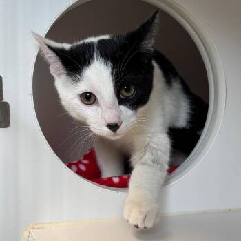 Domestic Short Hair Cats Available for Adoption in Naperville, Illinois - Holstein | PetCurious