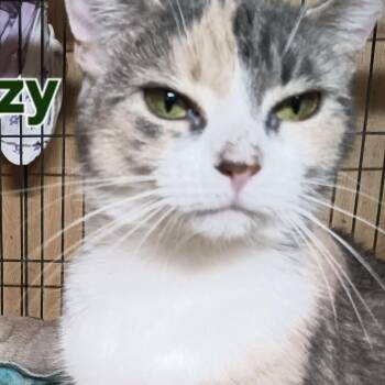 Domestic Short Hair Cats Available for Adoption in East Lansing, Michigan - Lizzy  | PetCurious