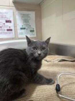 Rescue Domestic Short Hair Cats for Adoption in Manitowoc, Wisconsin - Spirit | PetCurious