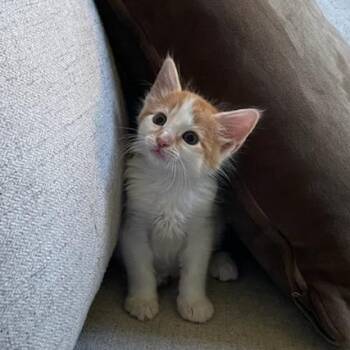 Dragon Fruit -  Domestic Short Hair Cat Available for Adoption in Houston, Texas - Dragon Fruit | PetCurious