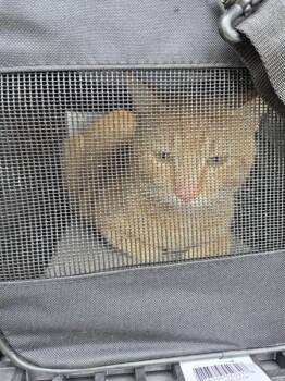 Domestic Short Hair Cats Available for Adoption in Lawrenceville, Georgia - Pen 32c Klaus | PetCurious