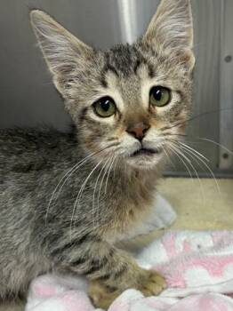 Ribosome -  Domestic Short Hair Cat for Adoption in Mason, Michigan - Ribosome | PetCurious