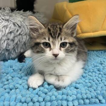 Jamie Tartt -  Domestic Long Hair Cat Available for Adoption in Greensboro, Georgia - Jamie Tartt | PetCurious