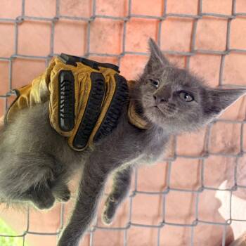 Neopolitan -  Domestic Short Hair Cat Available for Adoption in Edinburg, Texas - Neopolitan | PetCurious