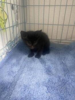 Simon -  Domestic Short Hair Cat for Adoption in Gainesville, Florida - Simon | PetCurious