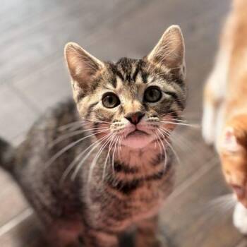 Plot -  Domestic Short Hair Cat for Adoption in Tipp City, Ohio - Plot | PetCurious
