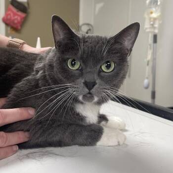 Domestic Short Hair Cats Available for Adoption in Peoria, Illinois - Houdini | PetCurious