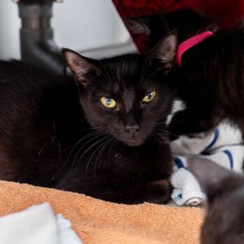 Knicks -  Domestic Short Hair Cat for Adoption in New York, New York - Knicks | PetCurious
