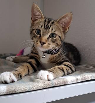 Maddox -  Domestic Short Hair Cat for Adoption in Manning, South Carolina - Maddox | PetCurious