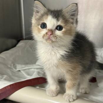 CUTIE PIE -  Domestic Short Hair Cat for Adoption in Las Vegas, Nevada - CUTIE PIE | PetCurious
