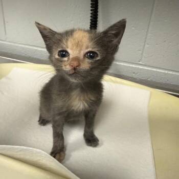 Zrek -  Domestic Short Hair Cat for Adoption in Greenville, South Carolina - Zrek | PetCurious