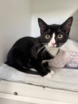 Domestic Short Hair Cats Available for Adoption in Elmsford, New York - Kennedy | PetCurious