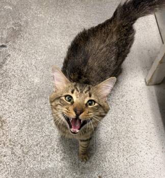 Blake -  Domestic Long Hair Cat for Adoption in Athol, Massachusetts - Blake | PetCurious