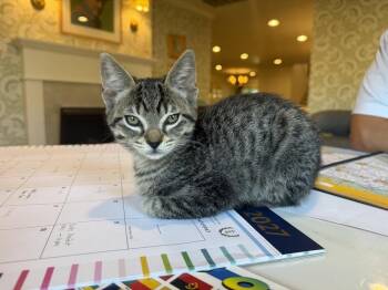 Timber -  Tabby and Domestic Short Hair Cat for Adoption in Dallas, Texas - Timber | PetCurious