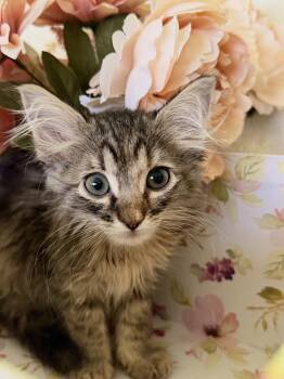 Tabitha-Transport -  Domestic Long Hair Cat for Adoption in Gradyville, Kentucky - Tabitha-Transport | PetCurious