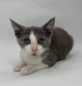 Dip -  Domestic Short Hair Cat for Adoption in Morton Grove, Illinois - Dip | PetCurious