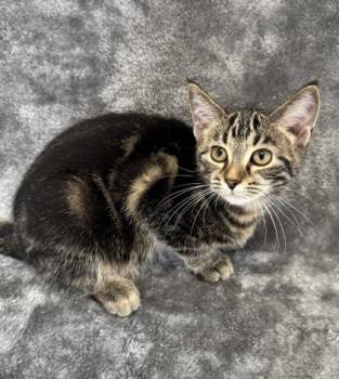 Milan -  Domestic Short Hair Cat for Adoption in Buffalo, Minnesota - Milan | PetCurious
