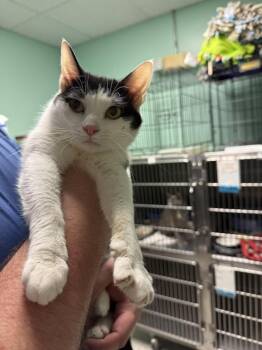 Glen -  Domestic Short Hair Cat for Adoption in Athens, Ohio - Glen | PetCurious