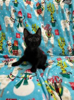 Jay -  Domestic Short Hair Cat for Adoption in Newberg, Oregon - Jay | PetCurious
