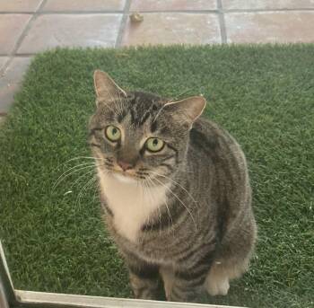 Rescue Domestic Short Hair Cats for Adoption in Mesa, Arizona - Maggie | PetCurious