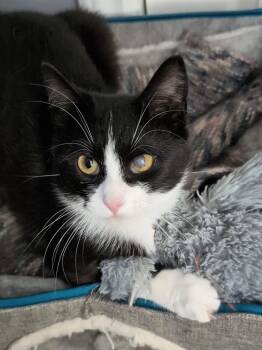 Don -  Domestic Short Hair Cat for Adoption in Spencerville, Ontario - Don | PetCurious