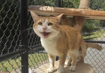 Tater -  Domestic Short Hair Cat for Adoption in Sultan, Washington - Tater | PetCurious