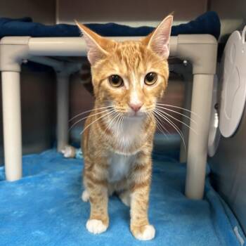 Spud -  Domestic Short Hair Cat for Adoption in Keizer, Oregon - Spud | PetCurious