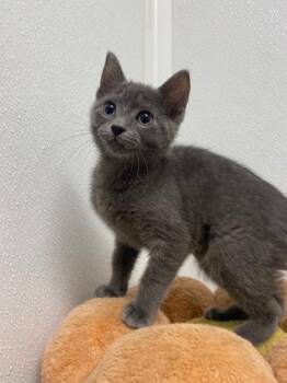 Athena -  Domestic Short Hair Cat for Adoption in Corpus Christi, Texas - Athena | PetCurious