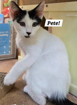 Pete -  Domestic Short Hair Cat for Adoption in San Antonio, Texas - Pete | PetCurious