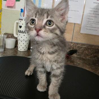 Domestic Short Hair Cats Available for Adoption in Eureka Springs, Arkansas - Clefairy | PetCurious