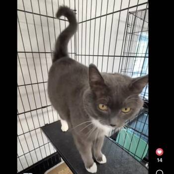 Henny -  Domestic Short Hair Cat for Adoption in Wells, Maine - Henny | PetCurious