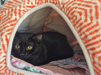 Moshi -  Domestic Short Hair Cat for Adoption in Cincinnati, Ohio - Moshi | PetCurious