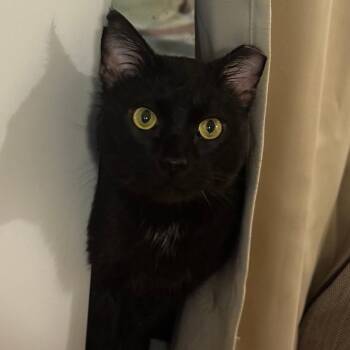 Domestic Short Hair Cats Available for Adoption in Evanston, Illinois - Rogue | PetCurious