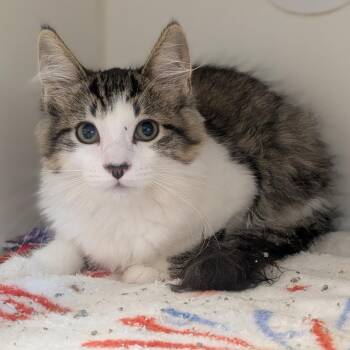 Lucy -  Domestic Medium Hair Cat for Adoption in Prairie Du Chien, Wisconsin - Lucy | PetCurious