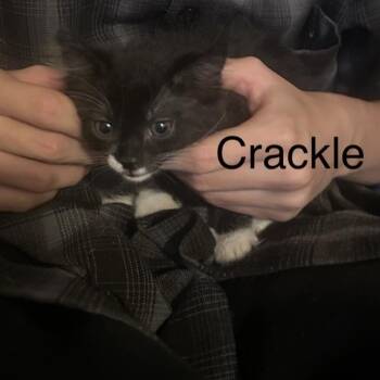 Crackle -  Domestic Short Hair Cat for Adoption in Westminster, California - Crackle | PetCurious