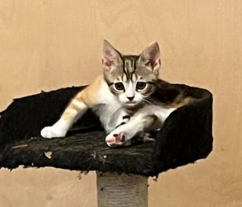 Jill -  Domestic Short Hair Cat for Adoption in Cumming, Georgia - Jill | PetCurious