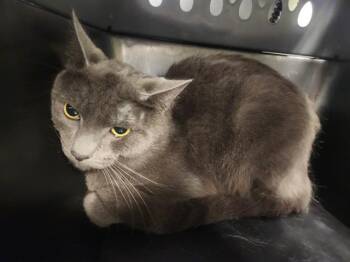 BARN CAT GARAMOND -  Domestic Medium Hair Cat for Adoption in Kent, Washington - BARN CAT GARAMOND | PetCurious